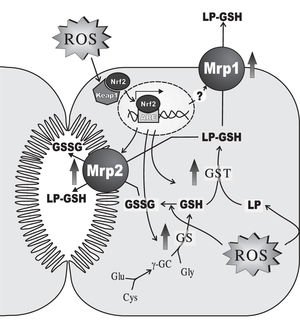 Main hepatocellular adaptive changes induced by sustained oxidative stress in the expression of enzymes and transporters involved in i) glutathione (GSH) synthesis via GSH synthetase (GS), ii) GSH-conjugation of lipid-peroxides or their aldehydic derivatives (LP) via glutathione 5-transferase (GST), and iii) plasmatic and biliary exportation of conjugated LPs and oxidized glutathione (GSSG) via both basolateral multidrug resistance-associated protein 1 (Mrpl) and canalicular multidrug resistance-associated protein 2 (Mrp2). When cells are exposed to oxidative stress, the transcription factor Nrf2, which is bound to the negative regulator Keapl in cytosol, escapes from its repression, and translocates and accumulates in the nucleus. Once there, it binds to the antioxidant response element (ARE) and activates ARE-dependent gene expression. Proteins that are induced by Nrf2 activation include γ-glutamyl-cysteinyl synthetase (γ-GCS), GST and Mrp2. Mrpl is induced by oxidative stress by a mechanism that seems to be independent of Nrf2. Only changes in rodent-gene products are displayed, since these regulations were mostly demonstrated in this species. For further details, see Section 4.