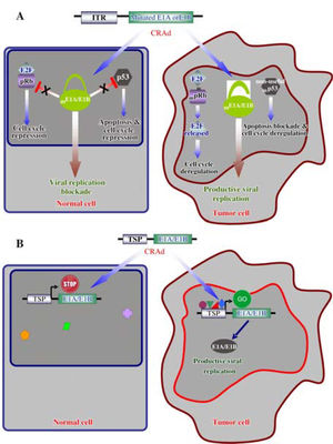 Molecular mechanisms of selective oncolytic CRAds. A. Mutated E1A or E1B do not interact with pRb and p53 in normal cells, respectively; consequently, adenoviral replication is prevented. Deregulation of cell cycle and apoptosis blockade, as consequence of cell transformation, allowed replication of the modified adenoviral vector. B. A Tissue/Tumor-specific promoter (TSP) drives the expression of E1A or E1B and allowed adenoviral replication in tumor cells expressing the appropriate transcription factors. Normal cells lacking these transcription factors impede the replication of the CRAd.