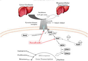 Role of the RAS/RAF/MEF/ERK pathway in hepatocarcinogenesis.