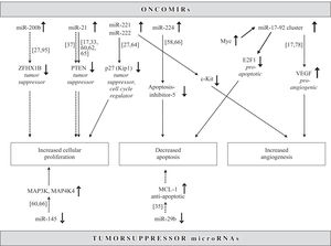 Regulation of common molecular pathways in hepatocarcinogenesis by microRNAs. Upregulated (upper half) and downregulated (lower half) microRNAs act as oncomirs and tumor suppressors, respectively. Solid line: dysregulated in hepatocellular carcinoma, dotted line: dysregulated in cholangiocarcinoma.