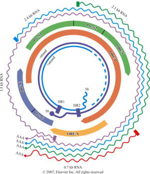 Hepadna virus genome, among the smallest of all known viruses. P = Polymerases, Pre-C = Pre core, C = core (Courtesy of Elsevier publisher, with permission)
