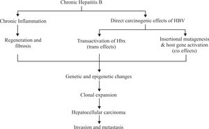 Pathways of HBV causing HCC (reference 17).