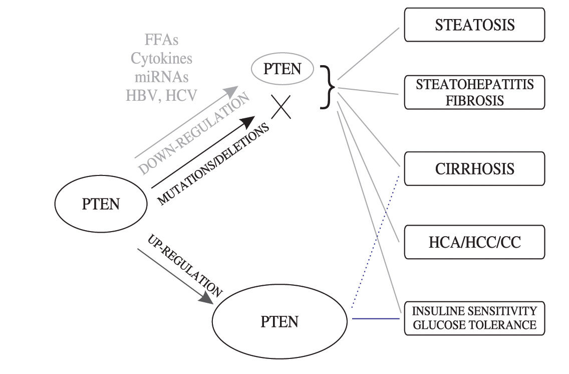 Pten Rash PTEN at the crossroad of metabolic diseases and cancer in the liver ...