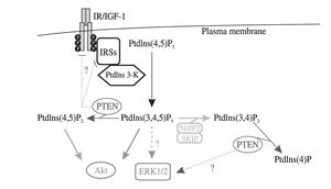 Simplified scheme depicting the phosphoinositide phosphatase activity and other potential roles of PTEN in insulin/IGF-1 signaling. Dotted lines and question marks indicate controversial functions of PtdIns(3,4,5)P3 and PTEN in the control of ERK1/2, IRSs and growth hormones receptors expression or activities. PtdIns(3,4,5)P3 dephosphorylation on the 5' position by two other phosphoinositide phosphatases, i.e. SHIP2 and SKIP, which are involved in insulin/IGF-1 signal transduction, is also highlighted.