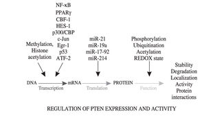 Diagram illustrating the epigenetic, transcriptional, translational and post-translational mechanisms regulating PTEN expression and activity.