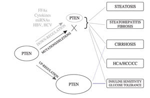 Impact of alterations of PTEN expression, or PTEN mutations/deletion, in the development and progression of a wide spectrum of liver disorders. The dotted line indicates a potential involvement of ethanol-induced PTEN upregulation in the development of liver cirrhosis. Abbreviations: FFA, free fatty acids; miRNAs, microRNAs; HBV, hepatitis B virus; HCV, hepatitis C virus; HCA, hepatocellular adenomas; CC, cholangiocellular carcinomas; HCC, hepatocellular carcinomas.
