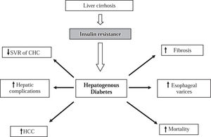 The impact of insulin resistance and HD on the clinical outcome of patients with chronic liver disease. HD is associated with decrease of sustained viral response (SVR) and rapid progression of fibrosis in patients with chronic hepatitis C (CHC). HD is associated with an increased rate of complications of cirrhosis such as esophageal varicose veins and liver failure as well as increase of mortality. HD is a risk factor for occurrence and complications of hepatocellular carcinoma (HCC).