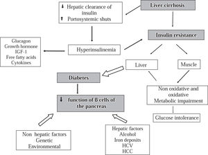 Physiopathology of hepatogenous diabetes. One of the main abnormalities is insulin resistance in muscular cells and the hepatic tissue. Insulin resistance in muscle impairs non-oxidative and oxidative glucose metabolism. The reduction of insulin clearance by the damaged liver and the presence of portosystemic shunts in one hand and the desensitization of the beta cells of the pancreas produced by diverse factors on the other hand may produce hiperinsulinemia. With progression of the diabetes, there is a reduction of sensitivity of β-cell for production of insulin.