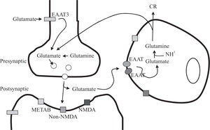 Schematic representation of the glutamate-glutamine cycle. According to this formulation, glutamate released upon stimulation from presynaptic terminals into the synaptic cleft can activate glutamate receptors [METAB: metabotropic; NMDA and non-NMDA] on post-synaptic neuron or astrocyte. The uptake of glutamate is mediated by the astrocytic glutamate transporters: EAA1 and EAA2. In astrocytes, glutamate is converted to glutamine via the glutamine synthetase pathway. The glutamine is released back to the neurons, where glutamate is regenerated via phosphate-dependent glutaminase, a mitochondrial enzyme.