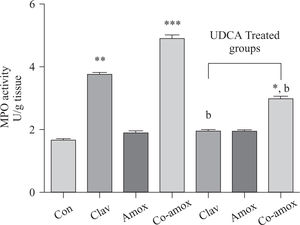 Hepatic MPO activity in the study groups: Control (Con), Clav, Amox and Co-amoxyclav (Co-amox) in the absence or presence of UDCA. Values of each bar represent the mean ± SEM, (n = 8-10/group). Data comparison was performed using ANOVA followed by Bonferroni’s test. *p > 0.05; **p > 0.01; *** p > 0.001 compared with control value. Statistical difference between UDCA non-treated groups (Clav, Amox, Co-amoxyclav) and UDCA treated groups (Clav + UDCA, Amox + UDCA and Co-amoxyclav + UDCA) respectively was determined using multiple pair comparison Bonferroni’s test; bp > 0.01.