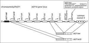 UGT1A1: “bilirubin UGT” -Gilbert’s syndrome 113 polymorphisms in exon and promoter region.