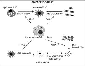 The central role of Scar Associated Macrophages (SAMs) in liver fibrosis progression and resolution. During progressive liber fibrosis, SAMs can produce factors enhancing hepatic stellate cell (HSC) activation (e.g. TGF-β) and proliferation (e.g. Platelet Derived Growth Factor (PDGF), leading to a population of matrix-producing activated myofibroblasts. During the resolution phase, SAMs enhance loss of HSCs by apoptosis (e.g. via expression of death ligands such as TRAIL) and have a direct effect on extracellular matrix (ECM) degradation by expression of matrix metalloprotei-nases such as MMP-13. ECM degra-dtion further enhaces HSC apoptosis by loss of survival signals mediated by HSC-ESC interactions.