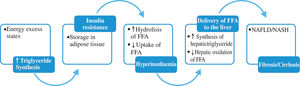 Triglyceride synthesis and NAFLD. Triglyceride synthesis increases in states of energy excess. Insulin resistance and hyperinsulinemia lead to increase lipolysis of triglyceride depots in adipose tissue, amplifying the deriver of FFA to the liver. Insulin further stimulates liver triglyceride synthesis while inhibiting fatty acid oxidation inhibiting production of VLDL.