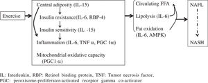 Potential mechanisms (mediators) of the therapeutic effect of exercise on NAFL/NASH.