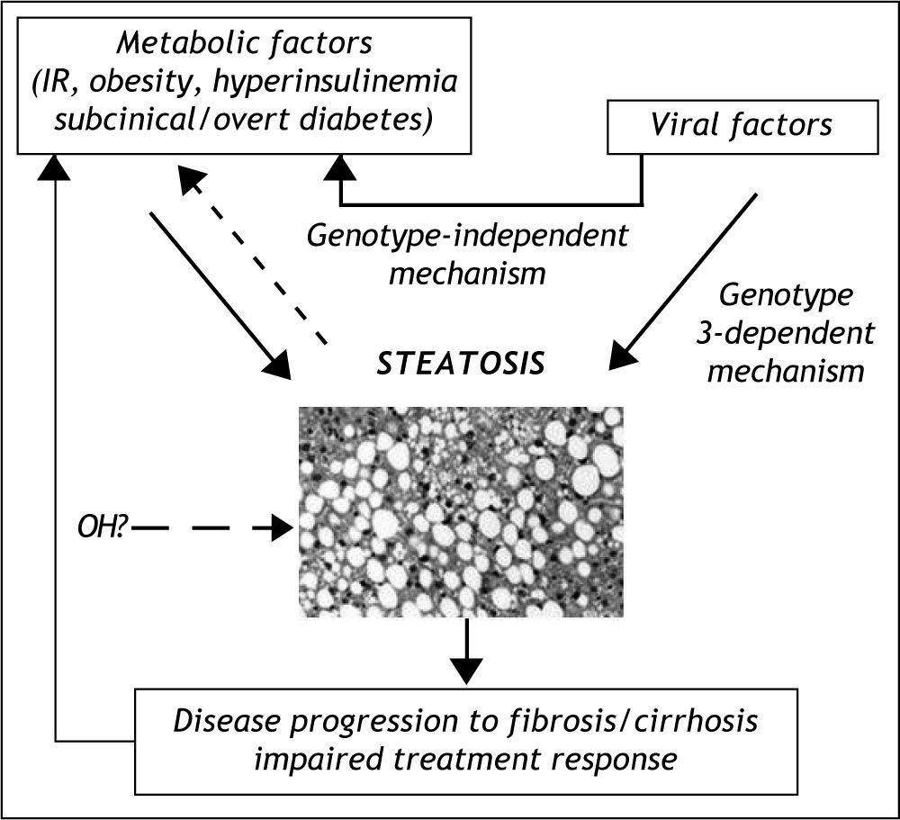 Insulin resistance, hepatic steatosis and hepatitis C: A complex ...