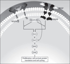 Molecular targets for sorafenib.