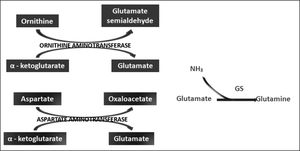 LOLA enhances the action of ornithine and aspartate transaminases in brain and peripheral tissues to produce glutamate, which promotes the synthesis of Gln by GS.