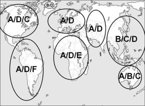 Schematic representation of dominant HBV genotypes.