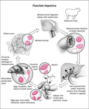 Life cycle of Fasciola hepatica. Reproduced with permission from Vincent Racaniello, PhD. Available at:http://www.microbeworld.org/index.php?option=com_content&view=article&id=964