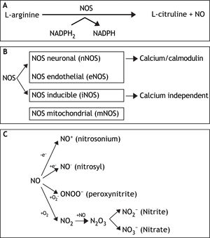 A. NO is synthesized endogenously by conversion of L-arginine to L-citruline, using NADPH as an electron donor. B. The reaction is catalyzed by a family of enzymes called nitric oxide synthases (NOS). Distinct isoforms of NOS are presented. C. Under normal conditions, interaction of NO with oxygen results in the formation of the relatively inactive end products nitrite (NO2-) and nitrate (NO3-). NO can be also converted into different reactive chemical forms as nitrosonium (NO+) and nitroxyl (NO-) radicals, by gaining or losing electrons, respectively. Finally, NO can combine with O2 - (superoxide anion) to render ONOO- (peroxynitrite).
