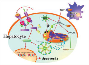 Schematic representation of the pro-and antiapoptotic effects exerted by NO. The NO production by up-regulation of iNOS in both hepatocytes and Kupffer cells leads to Fas stimulation. This produces caspase 8 activation, followed by increase of caspase 3 activity and, downstream, release of cytochrome c from mitochondria to cytosol, with further activation of the apoptosome. Caspase 8 activation may promote Bid processing, leading eventually to apoptosis. Once peroxynitrite is increased, it produces increase of reactive nitrogen intermediaries (RNI) which may raise pro-apoptotic protein Bax levels, and downstream, cytochrome c release and activation of the apoptosome. Peroxynitrite can open membrane transition pores (MTP), and lead to cytochrome c release (red arrows). The inhibition of apoptosis by NO is the result of S-nitrosylation of active caspase 9, which attenuates caspase activity and thereby blocks substrate cleavage. Also, the induction of anti-apoptotic protein Bcl-xL by NO leads to inhibition of cytochrome c release to cytosol, which in turn inhibits apoptosis (black arrows).