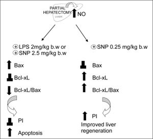 Schematic representation of the effects of the overproduction of NO after PH. The induction of iNOS with lipopolisacaride (LPS, 2 mg/kg) and the treatment with NO donor SNP2 (2.50 mg/mL) produce an over-increase of 100% of NO, leading to an increase of pro-apoptotic proteins Bax and p53, leading to apoptosis. Treatment with a NO donor, SNP1 (0.25 mg/mL), produces an increase lower than 35% of NO, thus leading to an increase of anti-apoptotic protein BclxL, which improves liver regeneration (⊥ not difference, ↑ increase, ↓ decrease).