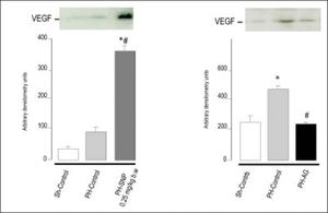 Immnublottintg analysis of VEGF protein expression in total liver lysates fraction at 72 h post-surgery. A. Line 1: Sh-Control, a midline laparotomy with liver manipulation was carried out on surgical sham control rats. Line 2: PHControl, two-thirds hepatectomy was performed to control rats. Line 3: PH-SNP1, twothirds hepatectomy was performed to rats that had received sodium nitropruside 0.25 mg/kg body weight, intravenously. B. Line 1: Sh-Control. Line 2: PHControl. Line 3: PH-AG, twothirds hepatectomy was performed to rats that had received aminoguanidine (AG) 100 mg/kg body weight, intraperitoneally. *p < 0.05 vs. Sh-Control. #p < 0.05 vs. PH-Control (Ronco, et al. 2007).