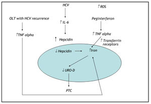Hemolysis due to ribavirin treatment, genotype 3 HCV infection, and increased plasmas levels of the cytokines IL-6 and TNFα could have contributed to the development of PCT by altering intracellular iron metabolism. PCT: porphyria cutanea tarda. OLT: orthotopic liver transplant. UROD: uroporphyrinogen decarboxylase enzyme. TNF alpha: tumor necrosisfactor alpha. ↑: increase. ↓: decrease.