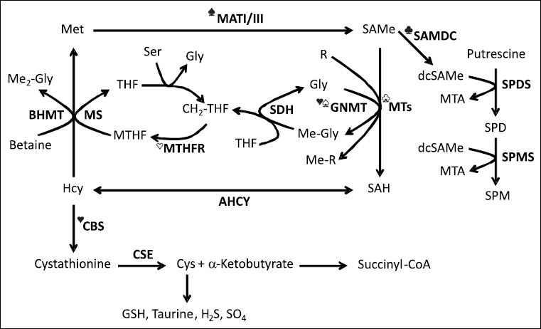 S-adenosylmethionine metabolism and liver disease | Annals of Hepatology