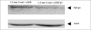 Knockdown efficiency of siTGF-βΙ and siSCR was analyzed by western blot.