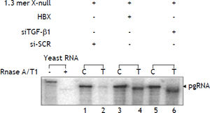 Upregulation of pregenomic RNA by knockdown of TGF-ß1 and overexpression of HBx. HepG2 cells were transfected in three 100 mm plate with different combinations: i) 1.3 mer HBV x-null + siSCR. ii) 1.3 mer HBV x-null + HBx. iii) 1.3 mer HBV x-null + siTGF-ß1. RNA extracted from the capsid (C) and total cytoplasmic (T) fractions was analyzed by RNase Protection Assay (RPA). The RPA probe was derived from the C gene region for specific detection of pgRNA. Quantification was estimated by comparing the amount of pgRNA in the capsid fraction to that found in the total cytoplasmic fraction.