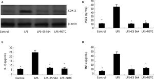 Induction of COX-2 expression and PGE2 production in HIBECs by LPS in a TLR4-NFkB-dependent manner (A) LPS (10 μg/mL) induced COX-2 expression in HIBECs, which was blocked either by TLR4 antagonist E5564 (10 μmol/L) or NFkB inhibitor PDTC (100 μmol/L). B-D. LPS (10 μg/mL) induced PGE2, IL-1ßand TNF-α secretion in HIBECs, which was suppressed either by TLR4 antagonist E5564 (10 μmol/L) or NFkB inhibitor PDTC (100 μmol/L). *P < 0.01, vs. LPS. Data are expressed as mean ± SD, n = 3.