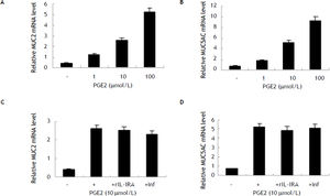 Induction of MUC2 and MUC5AC expression in HIBECs by exogenous PGE2 (A) and (B) exogenous PGE2 (1, 10 and 100 μmol/L) stimulated MUC2 mRNA and MUC5AC mRNA expression in a dosage-dependent manner, P < 0.01, respectively. C and D. Neither rIL-1RA (5 μg/mL) nor infliximab (10 μg/mL) blocked exogenous PGE2-induced (10 μmol/L) MUC2 and MUC5AC expression. Data are expressed as mean ± SD, n = 3.