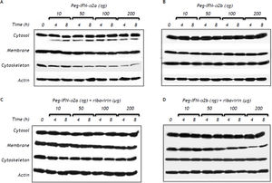 Effect of different type 1 pegylated interferons alone or in combination with ribavirin upon claudin-1 expression on HepG2 cells. A. Pegylated IFN-α2a. B. Pegylated IFN-α2b. C. Pegylated IFN-α2a + ribavirin. D. Pegylated IFN-α2b + ribavirin. The effect of the different doses evaluated was determined at two different exposure times. In C and D the dose of ribavirin was identical to the dose of the interferon being evaluated.