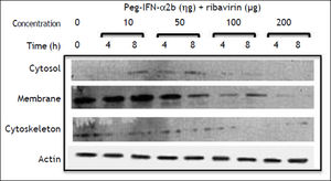 Effect of pegylated IFN-α2b + ribavirin, on E-cadherin expression on HepG2 cells compartments. The dose of ribavirin was identical to the dose of pegylated IFN-α2b being evaluated.