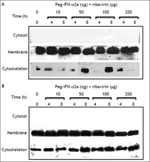 Effect of pegylated IFN-α2b + ribavirin on claudin-1 expression in Huh-7 and Huh-7.5 cells. The dose of ribavirin was identical to the dose of pegylated IFN- α2b being evaluated. The effect of the different doses evaluated was determined at two different exposure times.