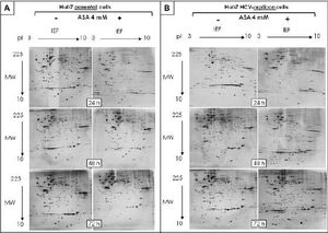 Bidimensional separation of proteins from Huh7 parental and HCV-replicon cells obtained after 2DE. Proteins were separated on pH 3–10L IPG strips, with 120 µ3 sample loaded, followed by SDS-PAGE on a 12% gel (20 cm × 20 cm × 1.5 mm). Gels were stained with silver nitrate (Bio-Rad). A. 2DE analysis of protein extracted from Huh7 cells treated with 4 mM ASA at different times. B. 2-DE analysis of protein extracted from Huh7 HCV-replicon cells treated with 4 mM ASA at different times.