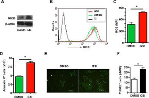 A. Notch signal deficiency led to increased ROS accumulation and aggravated cell death in HUVECs subjected to I/R injury. Total cellular proteins were extracted from I/R-injured HUVECs, electrophoresed and blotted, and were detected by using anti-NICD antibody, with β-actin as a reference control. Data represent 3 independent experiments. B. Intracellular ROS level in HUVECs cells analyzed by FACS. HUVECs were treated by I/R injury in vitro in the presence of DMSO or GSI. The production of ROS was examined by FACS. (-) represents negative control in which cells were not stained with DCFH-DA. C. ROS was quantified by using MFI of each sample. D. HUVECSs cells were subjected to I/R injury in vitro in the presence of DMSO or GSI, and were stained by Annexin V, and 1 x 105 cells of each sample were analyzed by FACS. E. TUNEL. HUVECs were subjected to I/R injury in vitro in the presence of DMSO or GSI, and were stained by TUNEL 6 h after reperfusion. F. Quantification of cell death after TUNEL staining in (E). Five random fields (magnification, x 200) of each sample were counted. Bars = mean ± SD, *P < 0.05.
