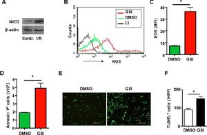 Notch signal deficiency led to increased ROS accumulation and aggravated cell death in macrophages subjected to I/ R injury. A. Western blot. Total cellular proteins were extracted from I/R-injured RAW264.7 cells, electrophoresed and blotted, and were detected by using anti-NICD antibody, with β-actin as a reference control. Data represent 3 independent experiments. B. Intracellular ROS level in RAW264.7 cells analyzed by FACS. RAW264.7 cells were treated by I/R injury in vitro in the presence of DMSO or GSI. The production of ROS was examined by FACS. (-) represents negative control in which cells were not stained with DCFH-DA. C. ROS was quantified by using MFI of each sample. D. RAW264.7 cells were subjected to I/R injury in vitro in the presence of DMSO or GSI, and were stained by Annexin V, and 1 × 105 cells of each sample were analyzed by FACS. E. TUNEL. RAW264.7 cells were subjected to I/R injury in vitro in the presence of DMSO or GSI, and were stained by TUNEL 6 h after reperfusion. F. Quantification of cell death after TUNEL staining in (E). Five random fields (magnification, x 200) of each sample were counted. Bars = mean ± SD, *P < 0.05.