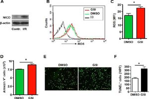 Notch signal deficiency led to increased ROS accumulation and aggravated cell death in HSC-T6 cells subjected to I/R injury. A. Western blot. Total cellular proteins were extracted from I/R-injured HSC-T6 cells, electrophoresed and blotted, and were detected by using anti-NICD antibody, with β-actin as a reference control. Data represent 3 independent experiments. B. Intracellular ROS level in HSC-T6 cells analyzed by FACS. HSC-T6 cells were treated by I/R injury in vitro in the presence of DMSO or GSI. The production of ROS was examined by FACS. (-) represents negative control in which cells were not stained with DCFHDA. C. ROS was quantified by using MFI of each sample. D. HSC-T6 cells were subjected to I/R injury in vitro in the presence of DMSO or GSI, and were stained by Annexin V, and 1 x 105 cells of each sample were analyzed by FACS. E. TUNEL. HSC-T6 cells were subjected to I/R injury in vitro in the presence of DMSO or GSI, and were stained by TUNEL 6 h after reperfusion. F. Quantification of cell death after TUNEL staining in (E). Five random fields (magnification, x 200) of each sample were counted. Bars = mean ± SD, *P < 0.05.