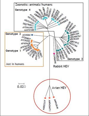 Phylogenetic tree of HEV.