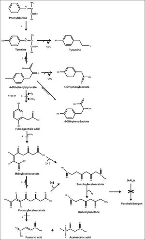 Tyrosine metabolic pathway. 1. Phenylalanine hydroxylase. 2. Tyrosine aminotransferase. 3. 4-hydroxyphenyl-pyruvic acid dioxygenase. 4. Homogentisic acid oxidase. 5. Maleylacetoacetic acid isomerase. 6. Fumarylacetoacetic acid hydrolase. −Disorder associated with elevated Tyr in plasma. 5-ALA: 5-aminolevulinic acid. × Inhibition of heme metabolism by succinylacetone accumulation.