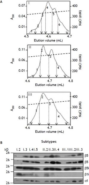 Separation of 20S proteasome subpopulations from human liver into subtypes. A. The subpopulations of human 20S proteasomes were subjected to high resolution anion exchange chromatography on Mini Q. Subpopulation III was subjected onto the column as a whole, while material of I and II were chromatographed in several runs, each. Proteasomes bound were eluted by a linear increasing gradient of NaCl (dashed line) resolving each of the three subpopulations (I, II, III) into subtypes (designated 1-4 or 6). Only, the section containing the proteasome subtypes is shown. Fractions separating the subtypes and their pools are indicated by arrows. B. Peak fractions of each proteasome subtype (except of I.1, and III.4) were subjected to SDS-PAGE and then tested by immunoblotting for their content of proteasome subunit α1 (loading control), β1, β5, β1i, and β5i, respectively.