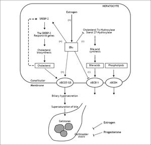 The proposed working model underlying the potential lithogenic mechanisms of estrogen through the estrogen receptor a (ERα) pathway in the liver during pregnancy. In the liver, there is an “estrogen-ERα-SREBP-2” pathway promoting cholesterol biosynthesis and hepatic hypersecretion of biliary cholesterol in response to estrogen. The negative feedback regulation of cholesterol biosynthesis (as shown in a dashed line) is inhibited by ERα that is activated by estrogen, mostly through stimulating the activity of sterol regulatory element-binding protein-2 (SREBP-2) with the resulting activation of the SREBP-2 responsive genes for the cholesterol biosynthetic pathway. Consequently, these alterations induce excess secretion of newly synthesized cholesterol and supersaturation of bile that predisposes to cholesterol precipitation and gallstone formation. By contrast, estrogen could reduce bile acid biosynthesis by inhibiting cholesterol 7α-hydroxylase in the classical pathway and sterol 27-hydroxylase in the alternative pathway through the ERa signaling cascade (as shown in a dotted line). Moreover, the hepatic ERα activated by estrogen could stimulate the activity of ATP-binding cassette (ABC) transporters ABCG5/G8 on the canalicular membrane of the hepatocyte and promote biliary cholesterol hypersecretion. It is likely that expression levels of ABCB11 are inhibited by estrogen through the ERα pathway, inducing biliary bile acid hyposecretion (as shown in a dotted line). In addition, high levels of estrogen and progesterone induce smooth muscle relaxation with subsequent impaired gallbladder motility function, leading to gallbladder stasis (as shown in dotted lines). All of these alterations promote the formation of biliary sludge and gallstones in pregnant women exposed to high levels of estrogen.10