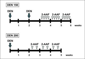Male Wistar rats were subjected to the initiation-promotion protocols of chemical carcinogenesis. DEN was used as the initiator, administered intraperitoneally, and 2-AAF was administered by gavage as the promotion agent. DEN 150 group received 2 doses of DEN (150 mg/kg body weight), two weeks apart. One week after the last injection of DEN, 2-AAF (20 mg/kg body weight) was administered four days per week during three weeks. DEN 200 group received a single dose of DEN (200 mg/kg body weight) and two weeks later 2-AAF (20 mg/kg body weight) was given to the animals 2 days per week for 3 weeks. n = 4-6 animals per experimental group.