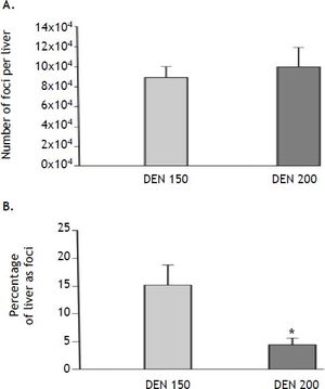 Number and volume of altered hepatic foci (AHF) estimation. A. The number of AHF per liver did not show statistically significant differences between DEN 150 and DEN 200 groups, n = 4. B. The volume percentage of the liver occupied by foci was significantly lower in DEN 200 than in DEN 150 group, n = 4. Each bar represents the mean ± SE, * p ≤ 0.05