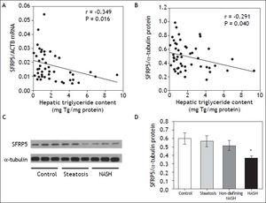 Relationship between hepatic SFRP5 expression and NAFLD. A. SFRP5 mRNA levels and hepatic triglyceride content. B. Hepatic SFRP5 protein levels and hepatic triglyceride content. C. Representative examples of SFRP5 immunoblotting in hepatic tissue of control, steatosis and NASH individuals. D. Comparison of SFRP5 protein expression in control, steatosis, non-defining-NASH, and NASH subjects. Data are expressed as mean ± SEM. * Indicates statistically significant differences between groups (P < 0.001).