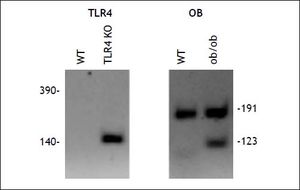 TLR4 KO OB Generation PCR amplification and gel electrophoresis for Tlr4lps-del (TLR4 KO) and Lepod (OB) alleles of TLR4 KO OB animal performed as described in methods.