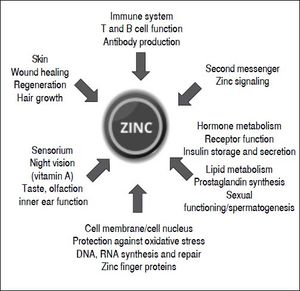 Zinc’s functions in the human body.