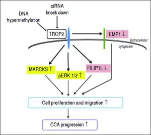 Proposed schematic diagram of the effects of TROP2 down-regulation resulting in CCA progression. TROP2 is hypermethylated and down-regulated in CCA. Suppression of TROP2 expression results in up-regulation of MARCKS, reduction of EMP1 and FILIP1L, and activation of ERK signaling. These molecular changes may enhance cell proliferation and migration, and lead to the progression of CCA.
